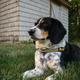 Illustration for article titled 39 *Scratchy Scratchy* Photos of Dogs
